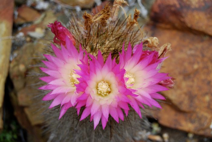Cactus chilenito: el tesoro evolutivo de roqueríos costeros al borde de la extinción