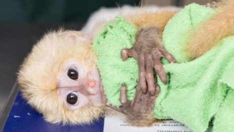 Detienen en aeropuerto colombiano a extranjeros con 6 primates ocultos en partes íntimas