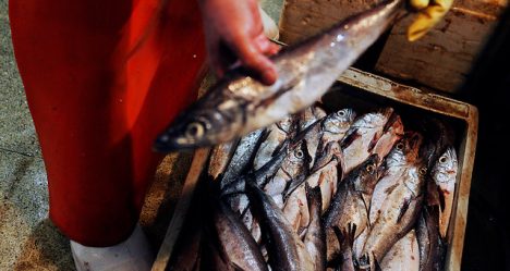 Fraccionamiento pesquero: Subpesca reitera que datos de merluza solo estaban desactualizados