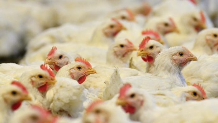 Chile suspende compras de pollo brasileño por la gripe aviar