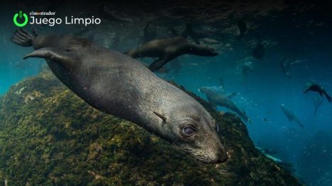 Juan Fernández, la isla que busca ser ejemplo mundial de protección oceánica
