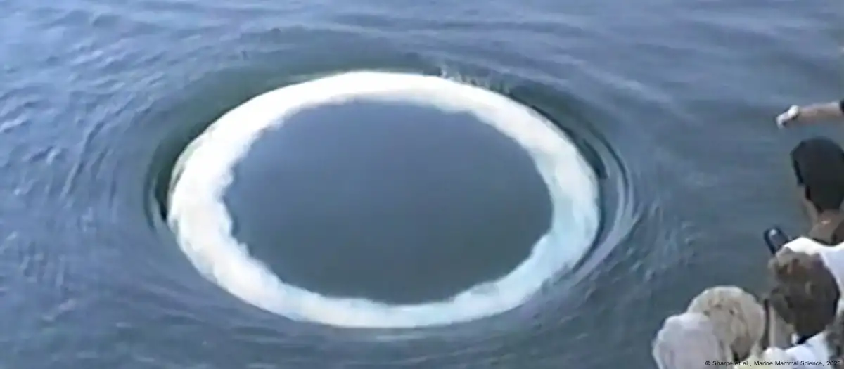 Científicos: ballenas jorobadas nos envían mensajes