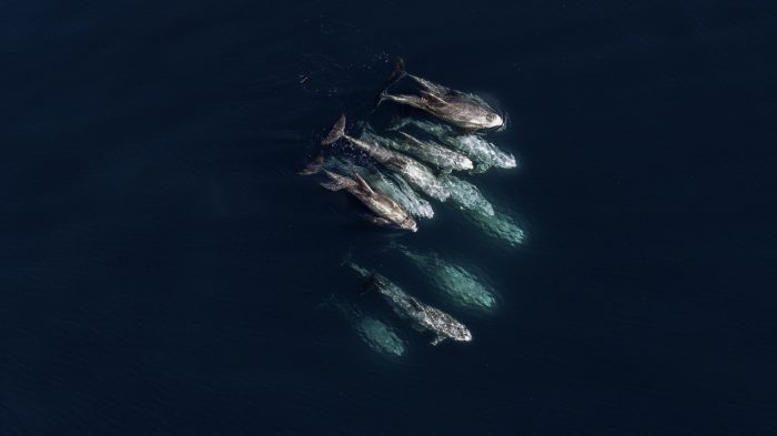 Exposición inmersiva “Atacama. Océano vivo” en el Museo Interactivo de Las Condes