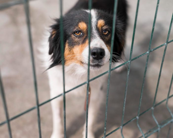 Cementerios municipales y más cárcel contra maltrato animal ¿Congreso y Ejecutivo pierden rumbo?