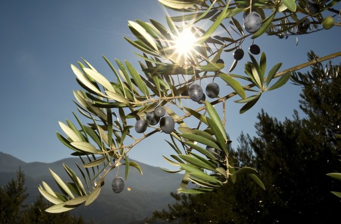Aceite de oliva chileno: calidad reconocida internacionalmente, pero bajo amenaza