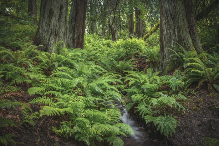 Día del Medio Ambiente: Chile avanza hacia la deforestación cero con estándares internacionales