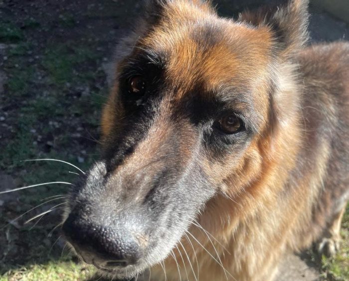 Del más allá de los perros al más acá de los humanos