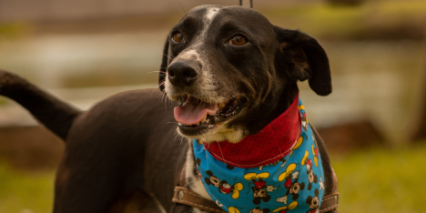 Más de 4 millones de mascotas viven en la calle: lanzan jornada de adopción en Santiago