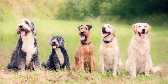La edad real de tu perro: cómo un algoritmo ayuda a cuidar mejor su salud y bienestar