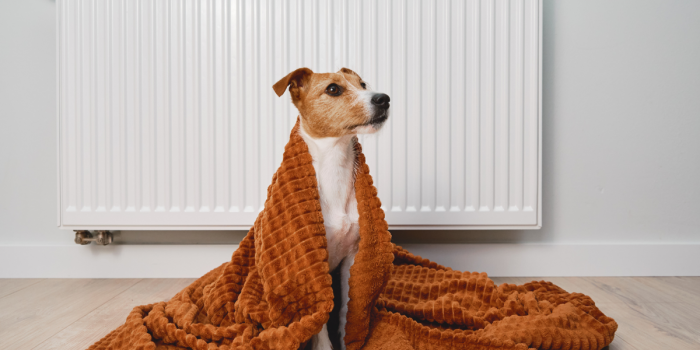 ¿Mascota resfriada? Descubre cómo protegerla del frío sin sobreabrigarla este invierno