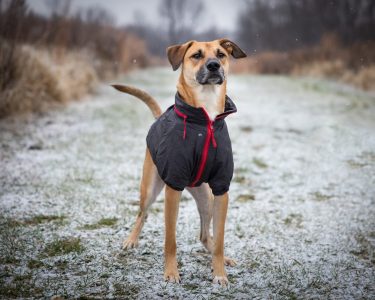 Estación invernal y su impacto en las mascotas