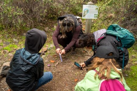 Del bosque a fenómeno turístico: cómo el Reino Fungi se convirtió en una experiencia de naturaleza