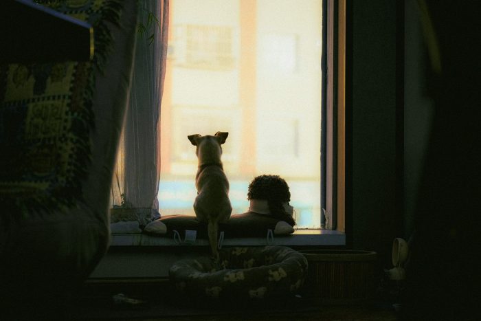Lluvias intensas: qué hacer (y qué no) con tu mascota en días fríos y húmedos