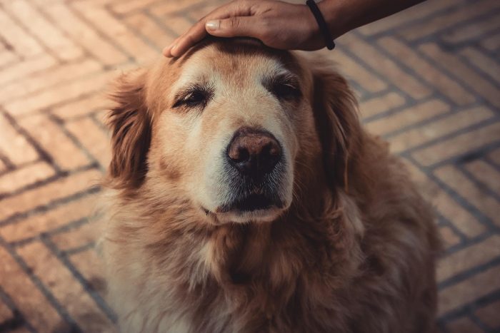 ¿Tu mascota está envejeciendo? Cuidados clave para perros y gatos en su etapa senior