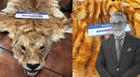 Formalizarán a exembajador por contrabando de pieles de animales salvajes