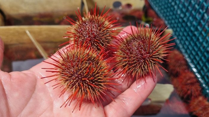 Siembras de erizos permitirá fortalecer la pesca artesanal en la Región de Valparaíso