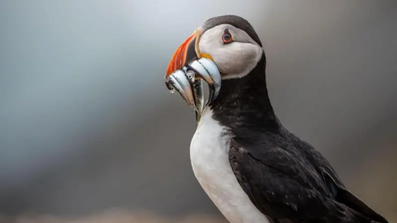 La isla que se convirtió en un raro éxito en la conservación de aves vulnerables a la extinción