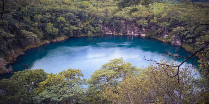 Crisis de biodiversidad en Chile: 63% de las especies están en peligro crítico