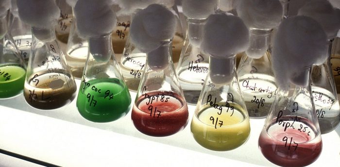 De la espirulina a los biocombustibles, las microalgas son una caja de sorpresas