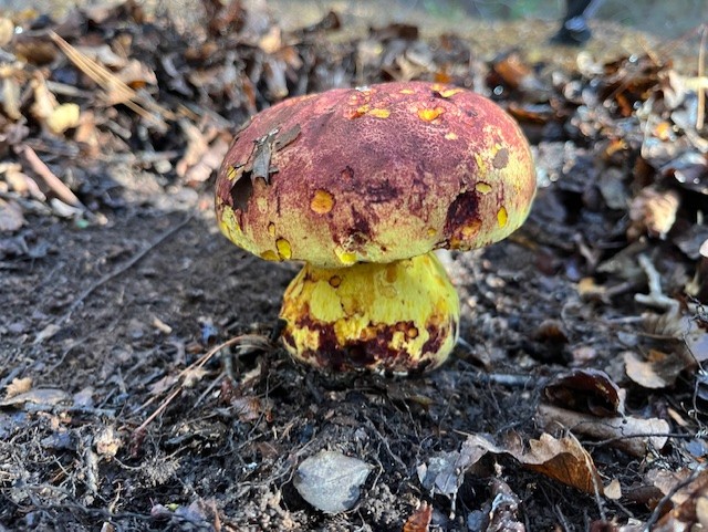 Excursión Fungi Turismo en Empedrado