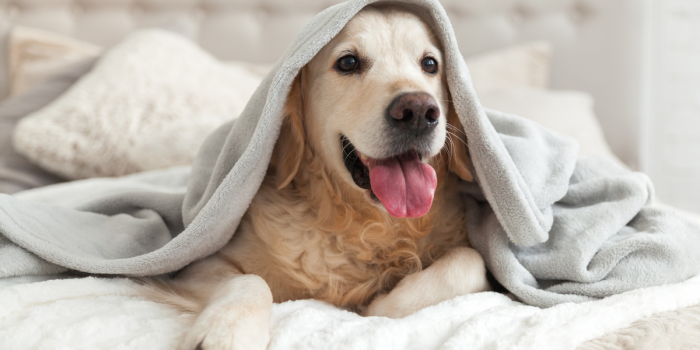 Tenencia responsable: qué debes considerar al salir a pasear con tu mascota