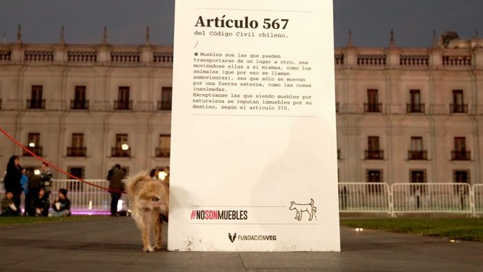 “Manifestación” de perros busca exigir que los animales dejen de ser considerados muebles por ley