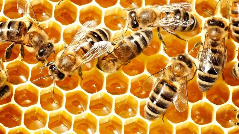 Los secretos químicos de la miel que la hacen perdurable y resistente a las bacterias