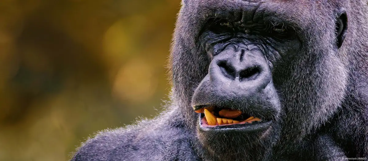 Estudio contradice idea de macho alfa dominador en primates