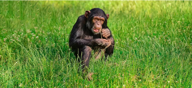 Los animales que usan plantas para curarse nos inspiran para descubrir nuevos fármacos
