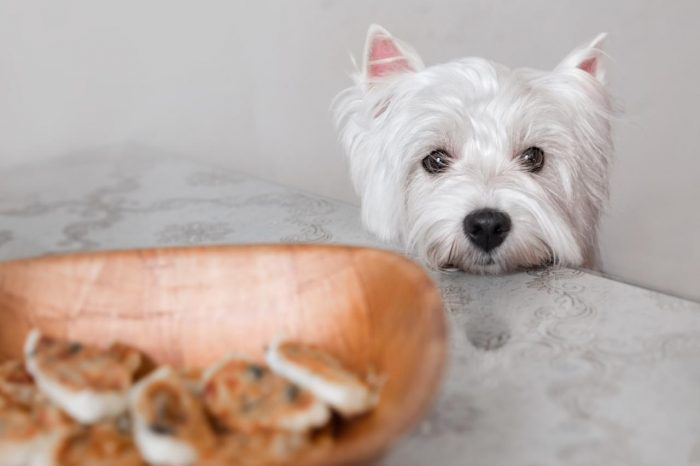 Cuidado con dejar alimentos riesgosos al alcance de nuestras mascotas