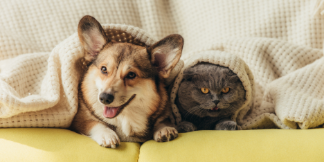 Mascotas protagonistas: 7 de cada 10 hogares en Chile conviven con al menos un perro o gato