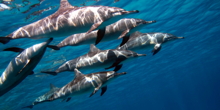 Día Mundial de las Ballenas y los Delfines: caza, amenazas y llamado urgente a proteger los cetáceos