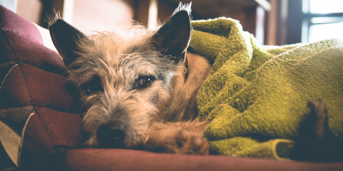 Frío extremo y mascotas: cómo detectar si tu perro está sufriendo con las bajas temperaturas