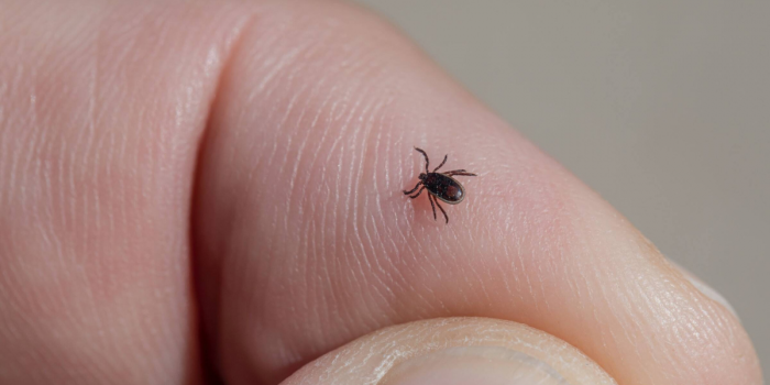 Enfermedad de Lyme: el diagnóstico que afecta a Justin Timberlake y miles de personas al año