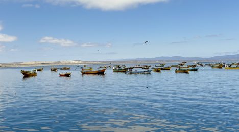 Tongoy celebra a San Pedro: una fiesta de fe, mar, gastronomía y tradición