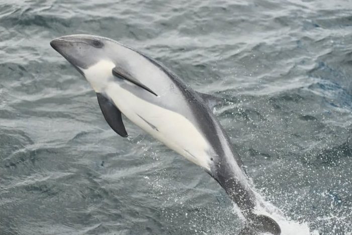 Estudio advierte que tráfico marítimo amenaza la presencia de delfín austral