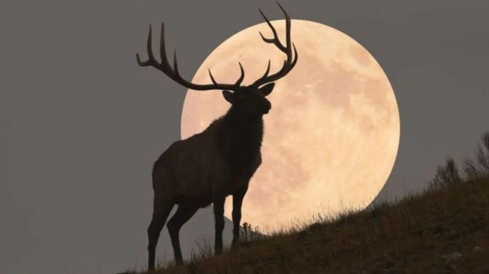 Luna de Ciervo 2025 en Chile: revisa fecha y hora para observar