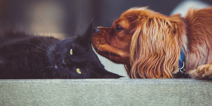 ¿Qué es Klebsiella? La bacteria multirresistente que también afecta a perros y gatos