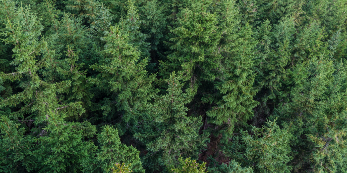 Chile lidera certificación forestal global ante nueva norma europea de Deforestación Cero