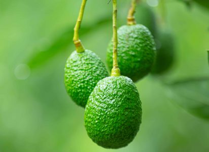 Huertos de paltos son más productivos cuando están al borde del bosque y matorral nativo