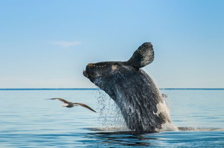 Ballenas más allá del norte chico: el ecoturismo en Puerto Madryn, una joya de la Patagonia