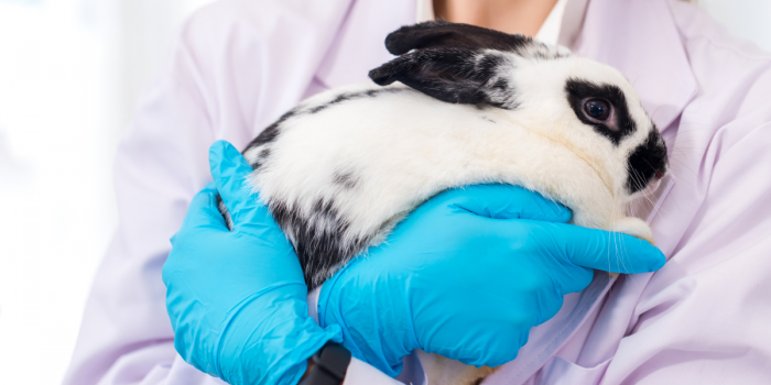 América Latina avanza hacia una ciencia sin crueldad animal utilizando métodos alternativos