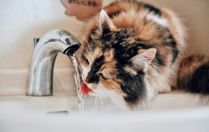 Deshidratación felina: un riesgo silencioso que afecta al 80 % de los gatos mayores de 15 años