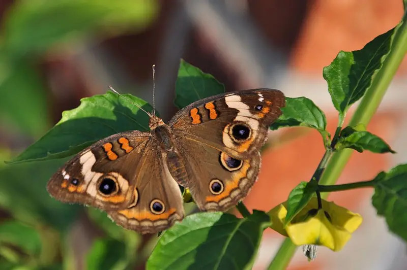 Qué son los “gritos imperceptibles” de las plantas que oyen insectos y algunos mamíferos