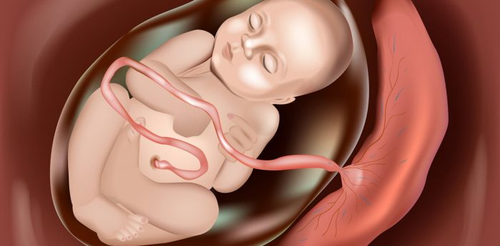 La batalla entre sexos se libra en el ring de la placenta