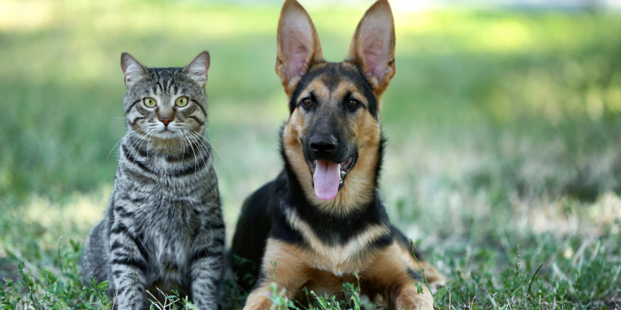 Chanco marchará por los animales: exigen ordenanza contra el abandono y el maltrato