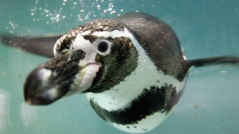 Científicos no dan brazo a torcer: piden respetar "importancia global" del Archipiélago de Humboldt