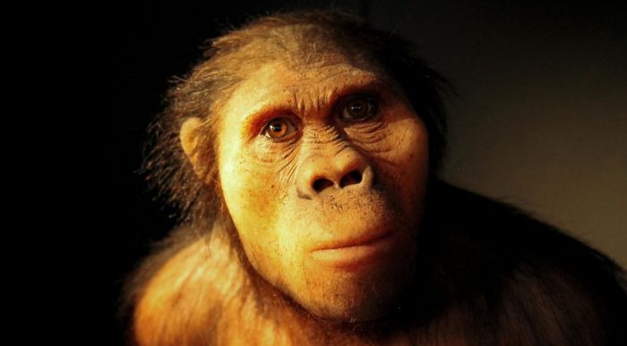 Hallan una nueva especie de Australopithecus que coexistió con los primeros Homo