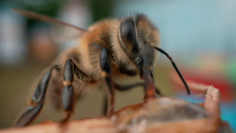 El superalimento creado por científicos de Oxford que busca salvar a las abejas de su desaparición