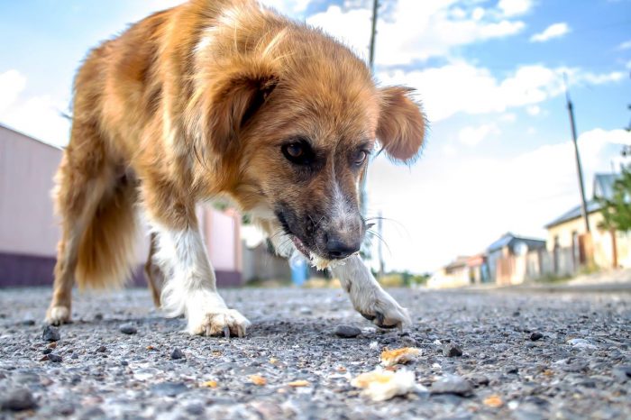 Animales sin hogar: cómo adoptar, esterilizar y educar puede cambiarlo todo